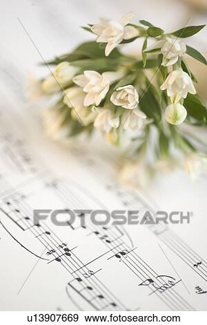 Stock Photo - Still life of flowers and sheet music. Fotosearch