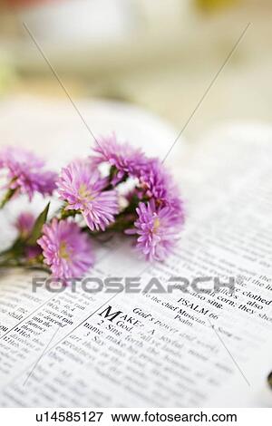 Stock Photo - Still life of flowers on a Bible. Fotosearch