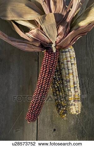 Still life of Indian corn View Large Photo Image Stock Image - Still life of Indian corn. Fotosearch