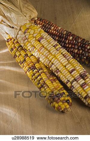 Still life of Indian corn View Large Photo Image Stock Photo - Still life of Indian corn. Fotosearch