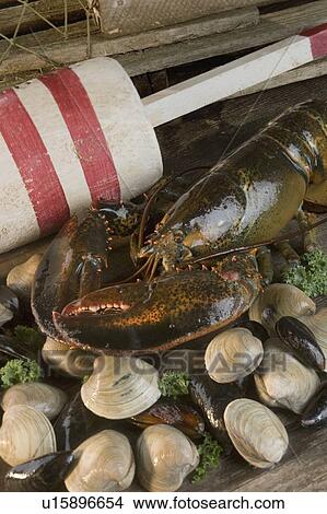 Picture - Still life of lobster and clams. Fotosearch