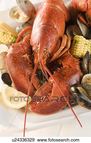 Still life of lobster and clams View Large Photo Image Stock Photo - Still life of lobster and clams. Fotosearch