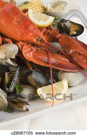 Still life of lobster and clams View Large Photo Image Stock Photography - Still life of lobster and clams. Fotosearch