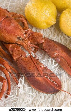 Picture - Still life of lobster and lemons. Fotosearch