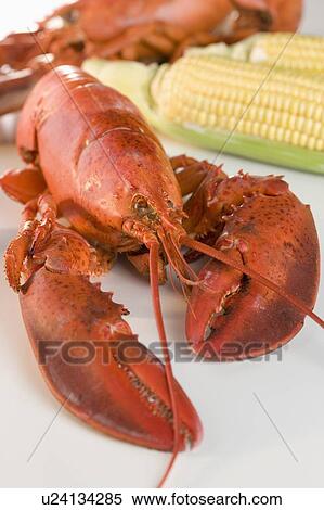 Stock Photography - Still life of lobsters and corn. Fotosearch