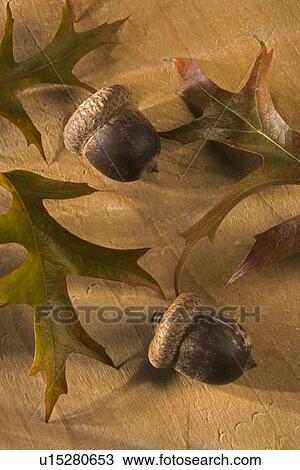Stock Image - Still life of oak leaves and acorns. Fotosearch