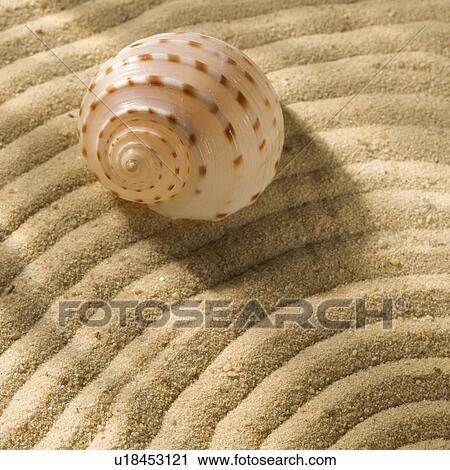 Still life of seashell and sand View Large Photo Image Stock Image - Still life of seashell and sand. Fotosearch
