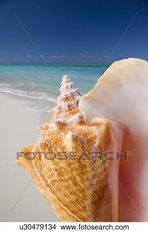 Picture - Still life of seashell at beach. Fotosearch