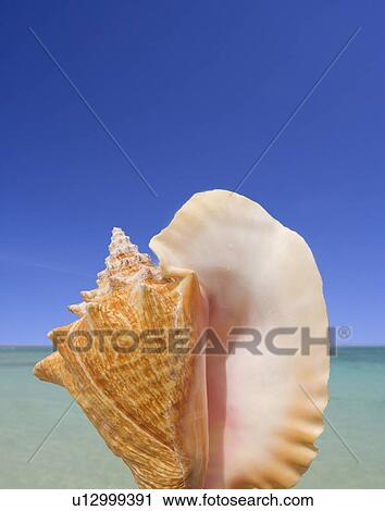 Stock Image - Still life of seashell. Fotosearch