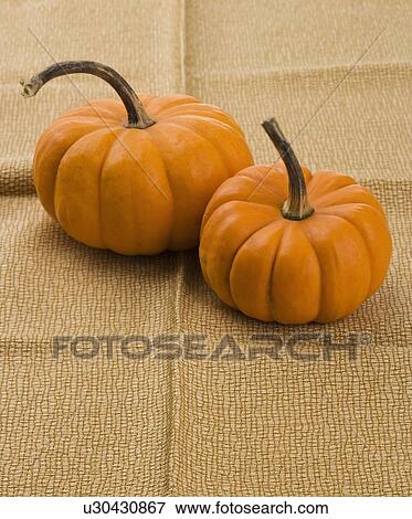 Still life of two pumpkins View Large Photo Image Stock Photo - Still life of two pumpkins. Fotosearch