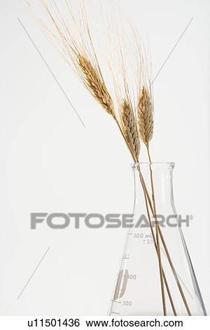 Still life of wheat in beaker View Large Photo Image Stock Photograph - Still life of wheat in beaker. Fotosearch