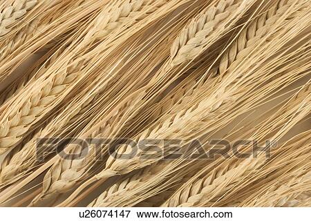 Still life of wheat View Large Photo Image Stock Photo - Still life of wheat. Fotosearch