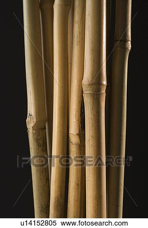 Stock Photography - Studio shot of bamboo shoots. Fotosearch