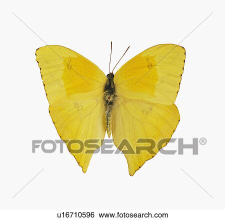 Studio shot of butterfly View Large Photo Image Stock Photograph - Studio shot of butterfly. Fotosearch