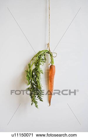 Studio shot of carrot hanging by string on the wall View Large Photo Image Stock Image - Studio shot of carrot hanging by string on the wall. Fotosearch