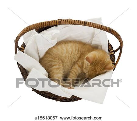 Stock Photo - Studio shot of kitten sleeping in basket. Fotosearch