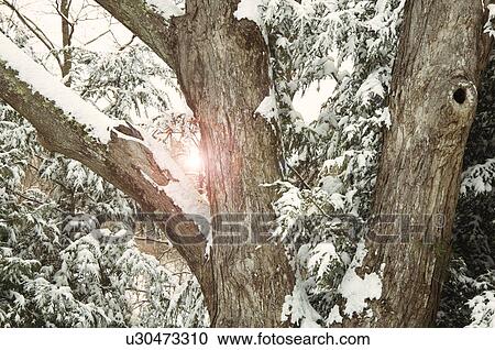 Sun through winter trees View Large Photo Image Stock Image - Sun through winter trees. Fotosearch