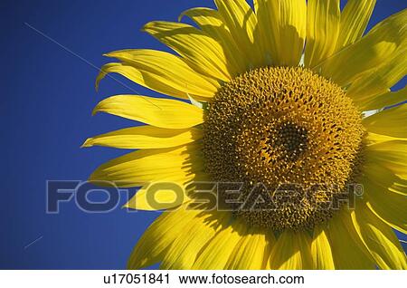 Sunflower with blue sky View Large Photo Image Stock Image - Sunflower with blue sky. Fotosearch