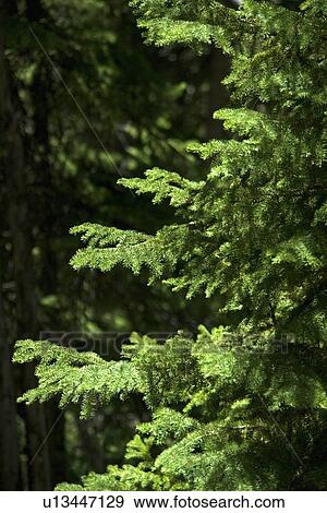 Stock Photo - Sunlight on evergreen branches. Fotosearch