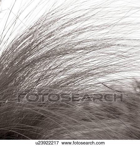 Tall grass bending in the breeze View Large Photo Image Stock Photo - Tall grass bending in the breeze. Fotosearch