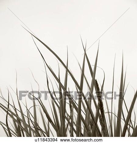 Picture - Tall grass. Fotosearch