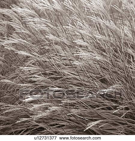 Tall grasses View Large Photo Image Stock Photo - Tall grasses. Fotosearch