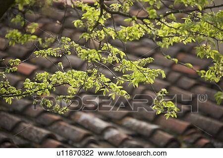 Terracotta roof tiles Italy View Large Photo Image Stock Image - Terracotta roof tiles Italy. Fotosearch
