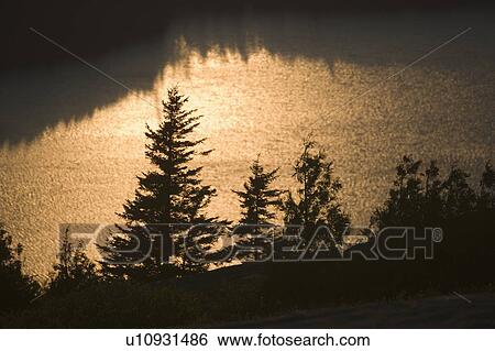 Stock Photograph - Trees at sunset from Cadillac Mountain in Maine. Fotosearch