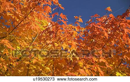 Stock Image - Trees in full autumn color. Fotosearch