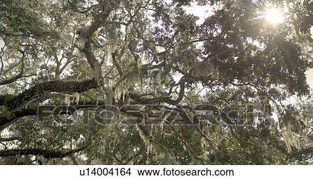 Picture - Trees with Spanish moss in Florida. Fotosearch