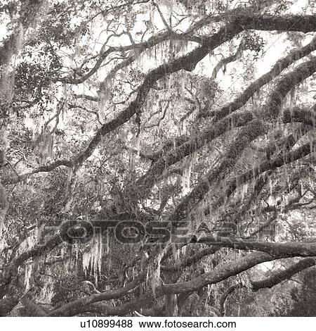 Stock Photo - Trees with Spanish moss in Florida. Fotosearch