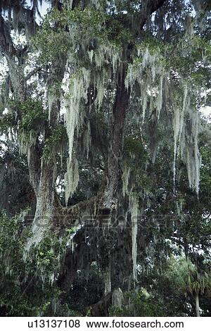 Trees with Spanish moss in Florida View Large Photo Image Stock Photo - Trees with Spanish moss in Florida. Fotosearch