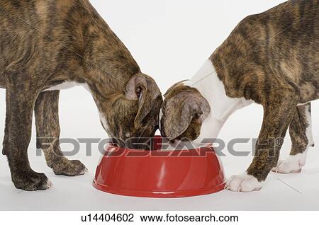 Two Pitbull puppies eating out of one dish View Large Photo Image Stock Image - Two Pitbull puppies eating out of one dish. Fotosearch