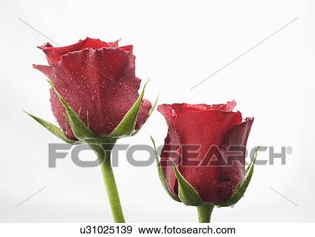 Stock Photo - Two red roses. Fotosearch