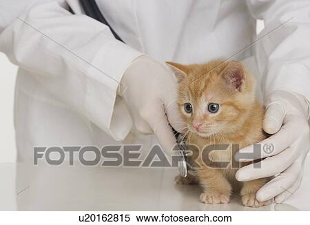Veterinarian hands examining kitten View Large Photo Image Stock Photography - Veterinarian hands examining kitten. Fotosearch