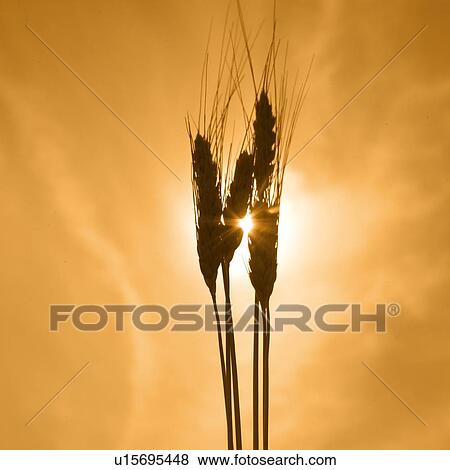 Stock Photo - Wheat against a golden sky. Fotosearch