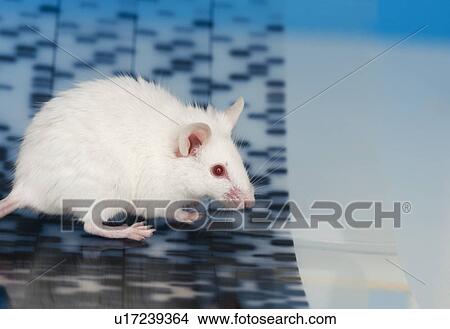 Picture - White mouse and DNA. Fotosearch