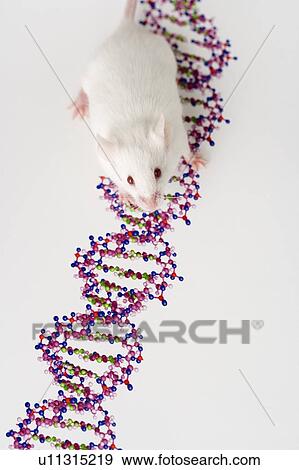 Stock Photo - White mouse and DNA. Fotosearch