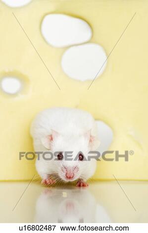 White mouse eating Swiss cheese View Large Photo Image Stock Photo - White mouse eating Swiss cheese. Fotosearch