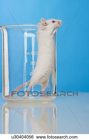 Stock Photograph - White mouse in lab. Fotosearch