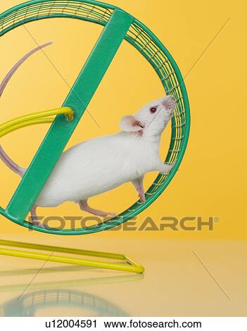 Stock Image - White mouse running on wheel. Fotosearch