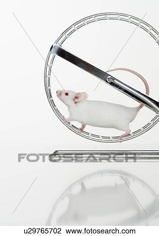 Stock Image - White mouse running on wheel. Fotosearch
