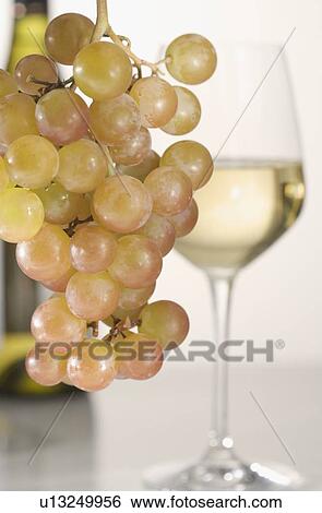 Wine grapes and glass View Large Photo Image Stock Photograph - Wine grapes and glass. Fotosearch