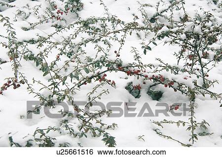 Stock Photograph - Winter snow scene. Fotosearch