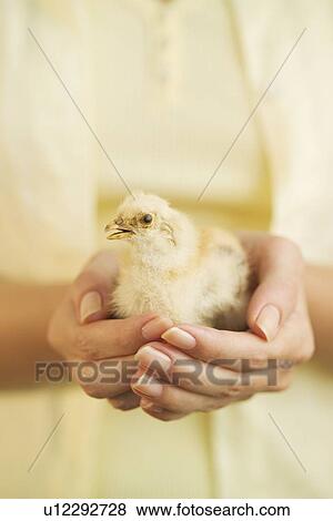 Woman holding a baby chick View Large Photo Image Stock Photo - Woman holding a baby chick. Fotosearch
