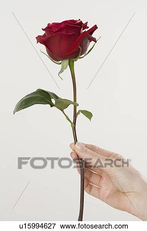 Woman holding a red rose View Large Photo Image Stock Photo - Woman holding a red rose. Fotosearch