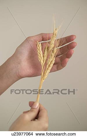 Picture - Woman holding a shaft of wheat. Fotosearch