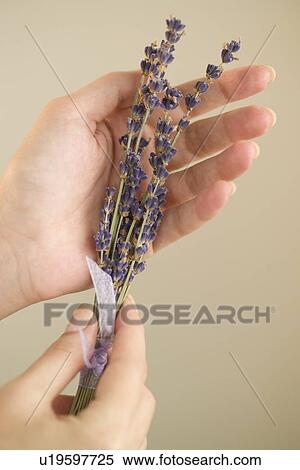 Stock Photography - Woman holding a sprig of lavender. Fotosearch