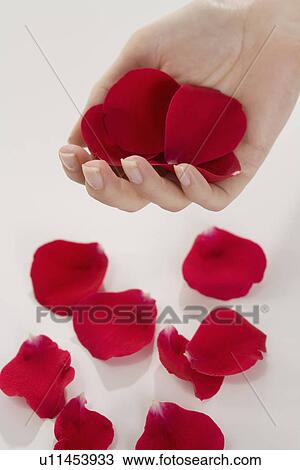 Stock Image - Woman holding rose petals. Fotosearch