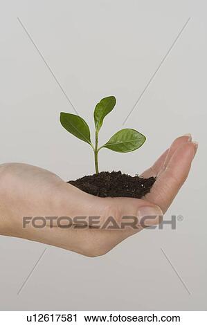 Stock Image - Woman holding seedling. Fotosearch